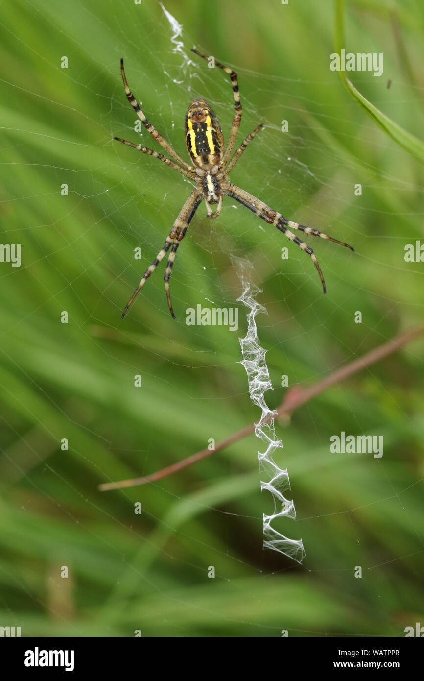 Eine Jagd Wasp Spider Argiope Bruennichi, auf seiner Website im Gras auf einer Wiese. Stockfoto