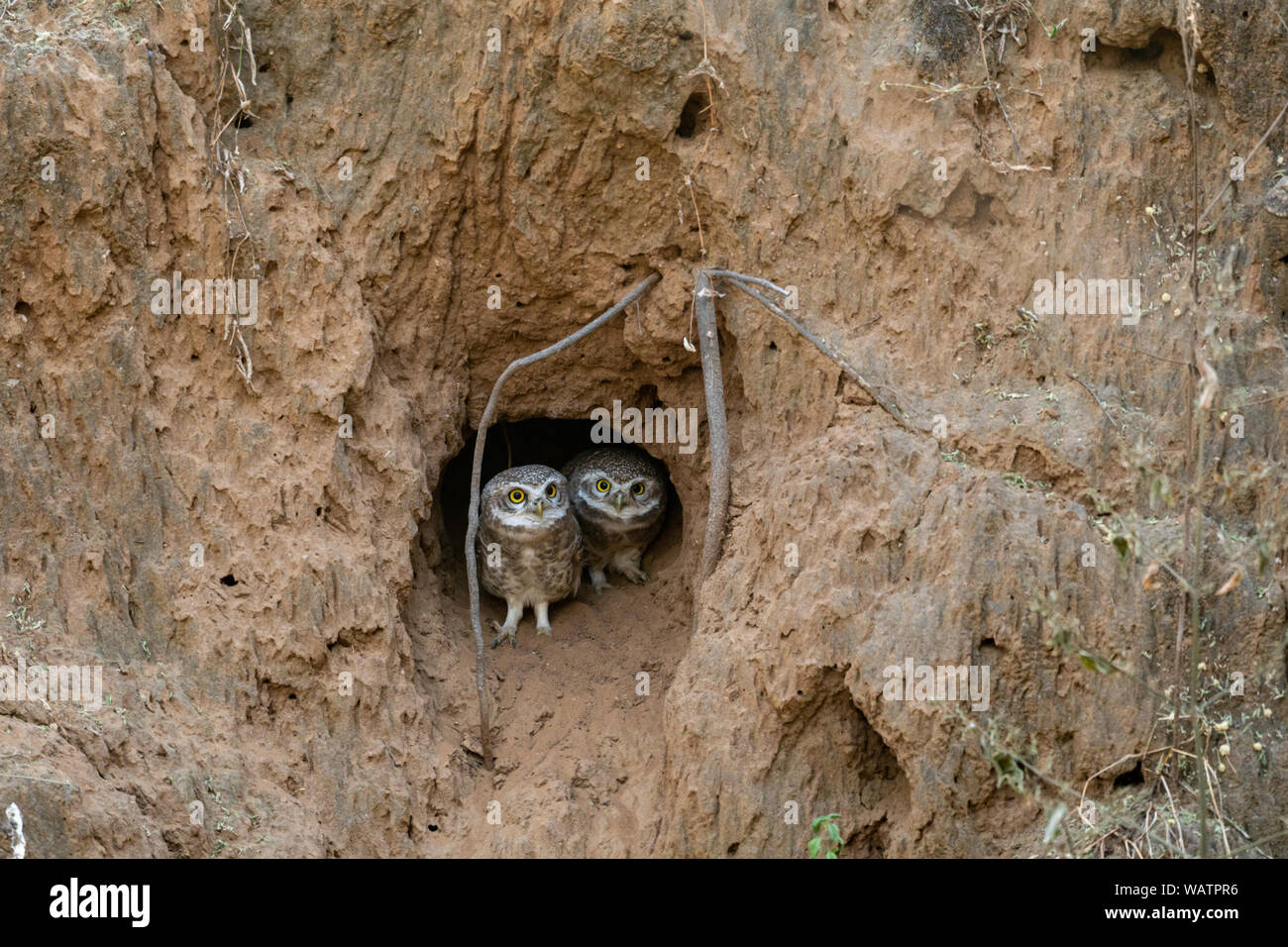 Gefleckte owlet (Athene brama) neugierig passende Paar in ein Loch im Sand dune bei jhalana Forest Reserve, Jaipur, Rajasthan, Indien Stockfoto