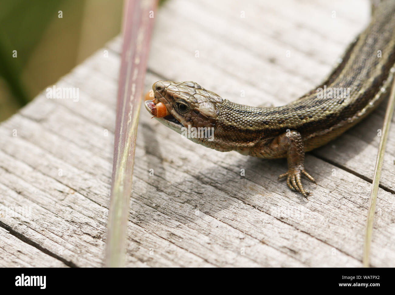 Eine gemeinsame Eidechse, Zootoca vivipara, Essen ein Insekt auf einem Holzsteg. Stockfoto