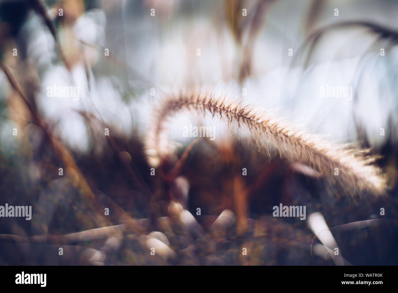 Das Gras ist Sonnenschein im Garten Stockfoto