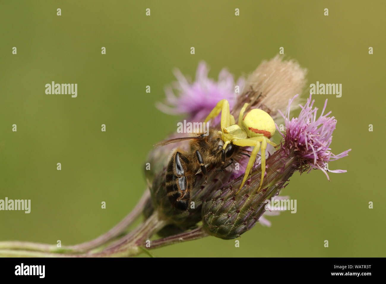 Eine Krabbe Spinne, Thomisidae, Misumena vatia, mit seiner Beute ein Honey Bee, dass es einfach auf eine Distel Blume verfangen hat. Stockfoto