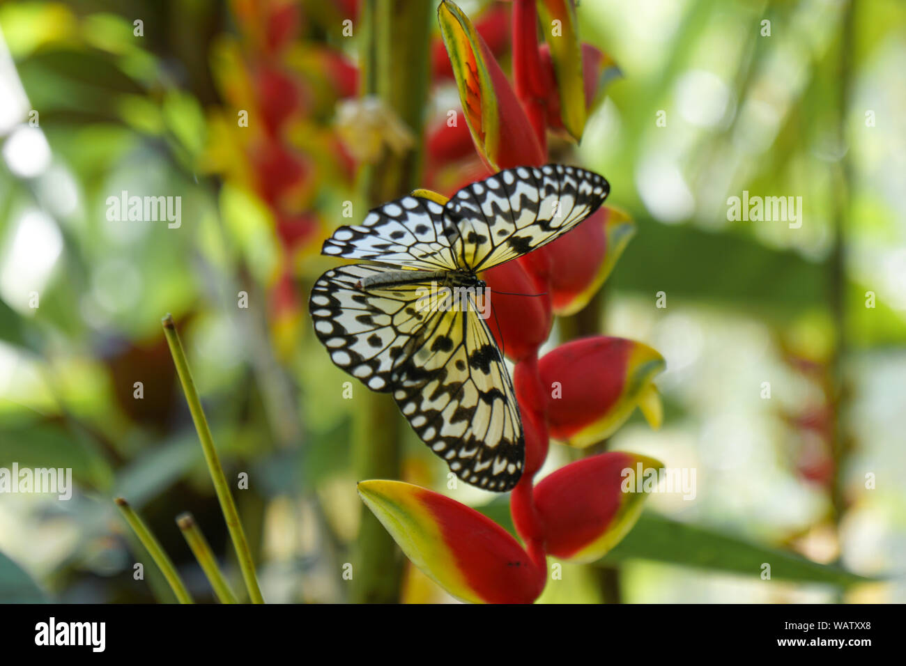 Ein Schmetterling der Philippinen, Bohol erschossen in der Nähe eines Waldes. Die gelben und schwarzen Schmetterling sitzt auf einem roten Blüte. Stockfoto