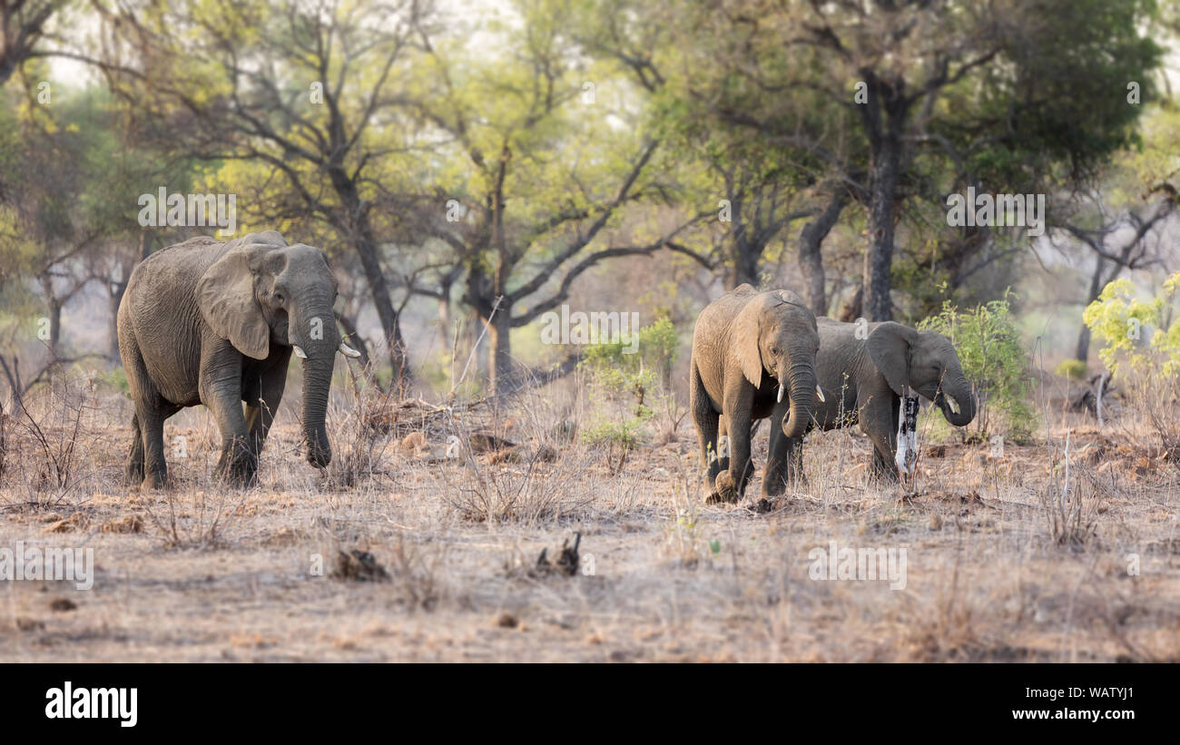 Elefanten Familie am späten Nachmittag Sonnenschein, im Unterholz von Kruger National Park, Südafrika. Stockfoto