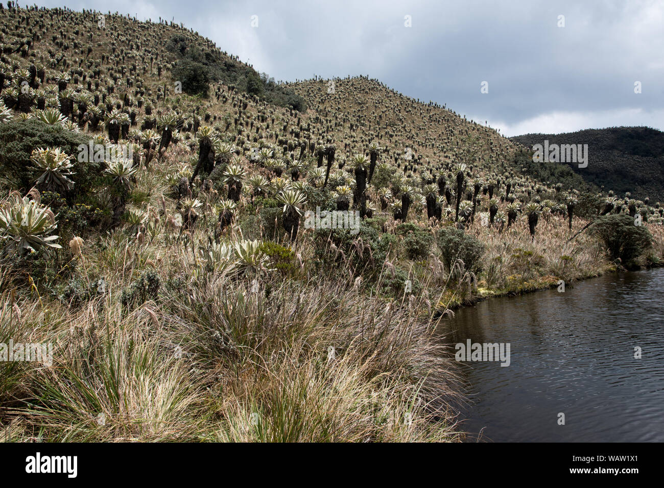 Gras und frailejones oder Espeletia wachsenden Laguna am Voladero auf dem Páramo Hochland in die Reserve Ecológica El Angel auf 3800 Meter in Ecuador. Stockfoto