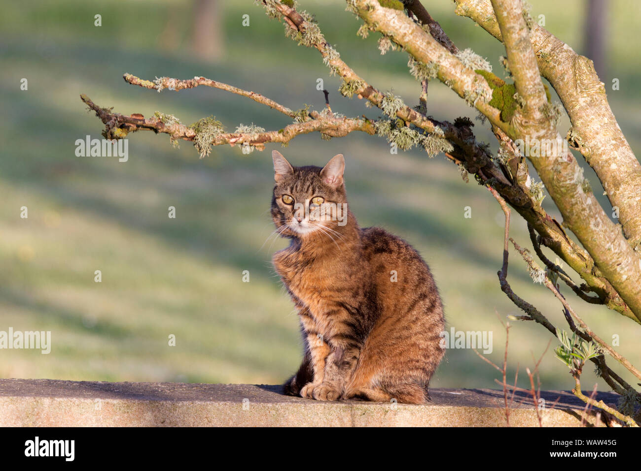 Katze in der Sonne an der Wand Stockfoto