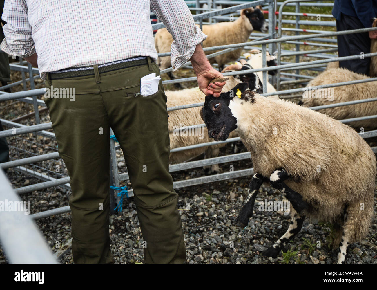 Ausdruck auf dem Gesicht von Schafen als Landwirt packt sie von einem Horn in der North Harris Landwirtschaft zeigen, Tarbert, Isle of Harris, Äußere Hebriden, Schottland Stockfoto