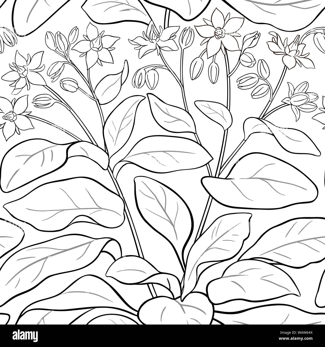 Borago vektor Muster auf weißem Hintergrund Stock Vektor