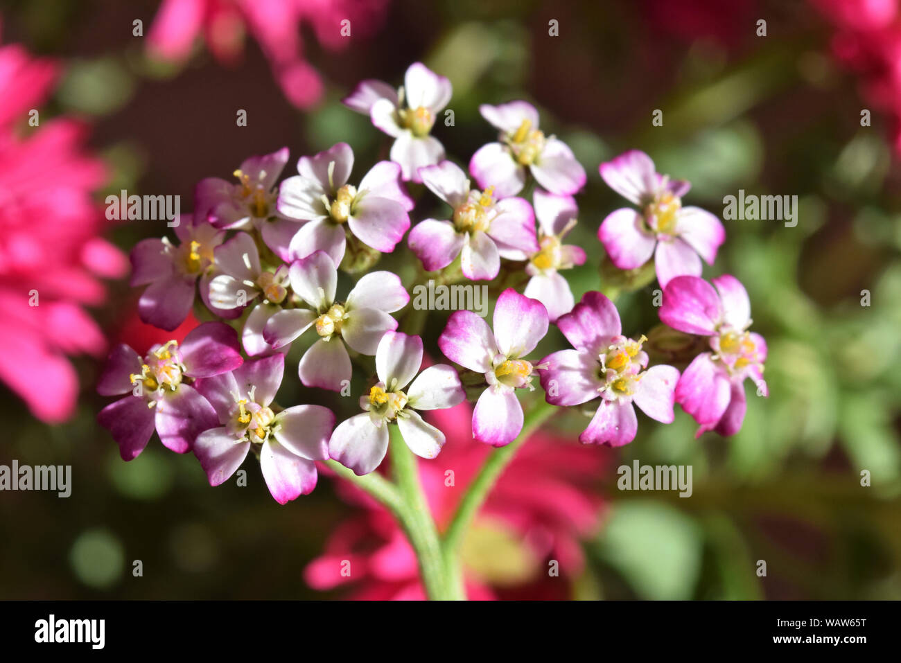 gemeinsamen Schafgarbe, Achillea millefolium Stockfoto
