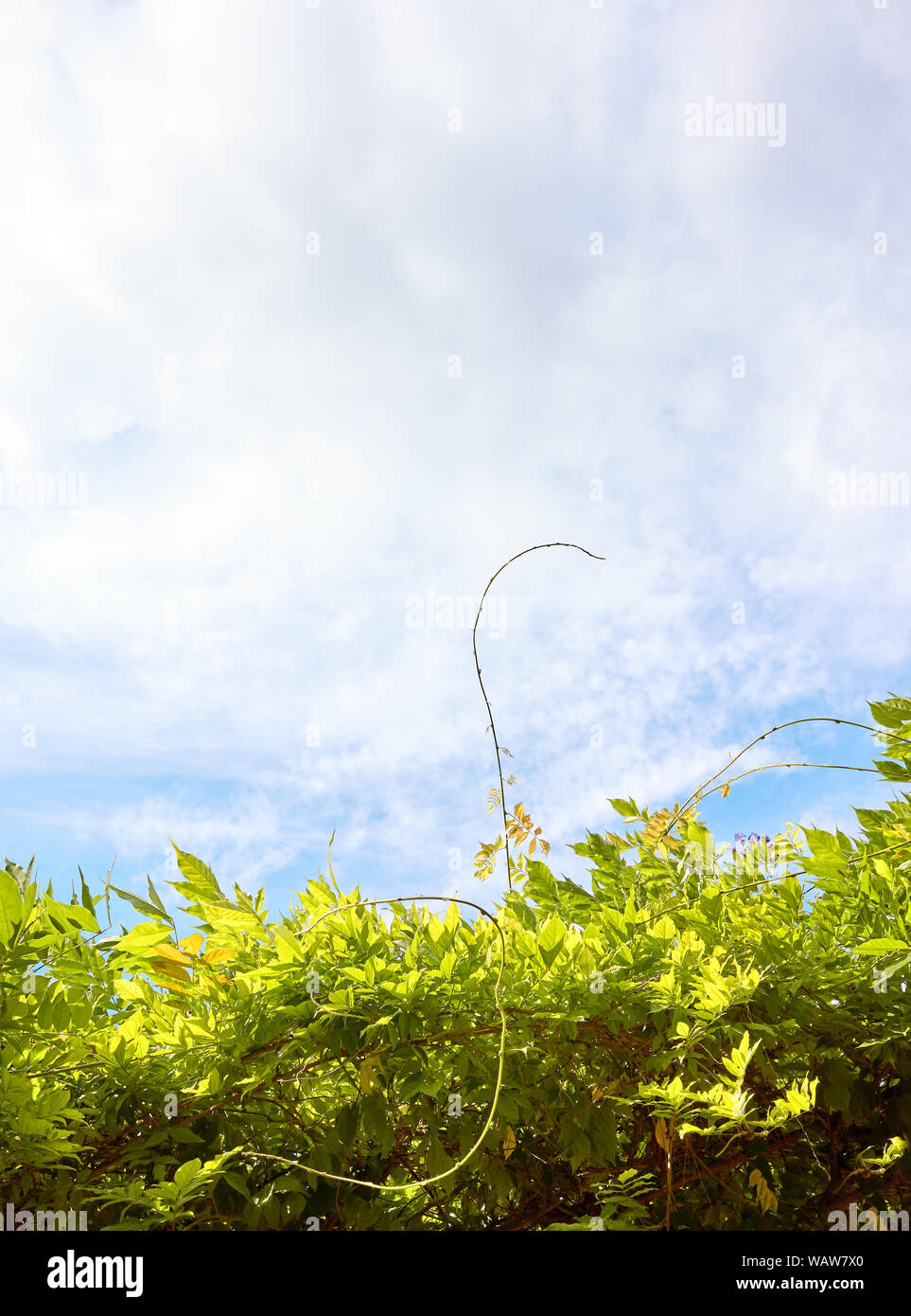Grüne Blätter gegen den Himmel, natürliche Hintergrund. Stockfoto