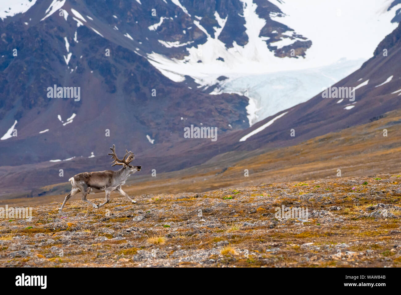 Svalbard Rentier läuft in der Tundra im Sommer auf Svalbard, Spitzbergen, Norwegen Stockfoto