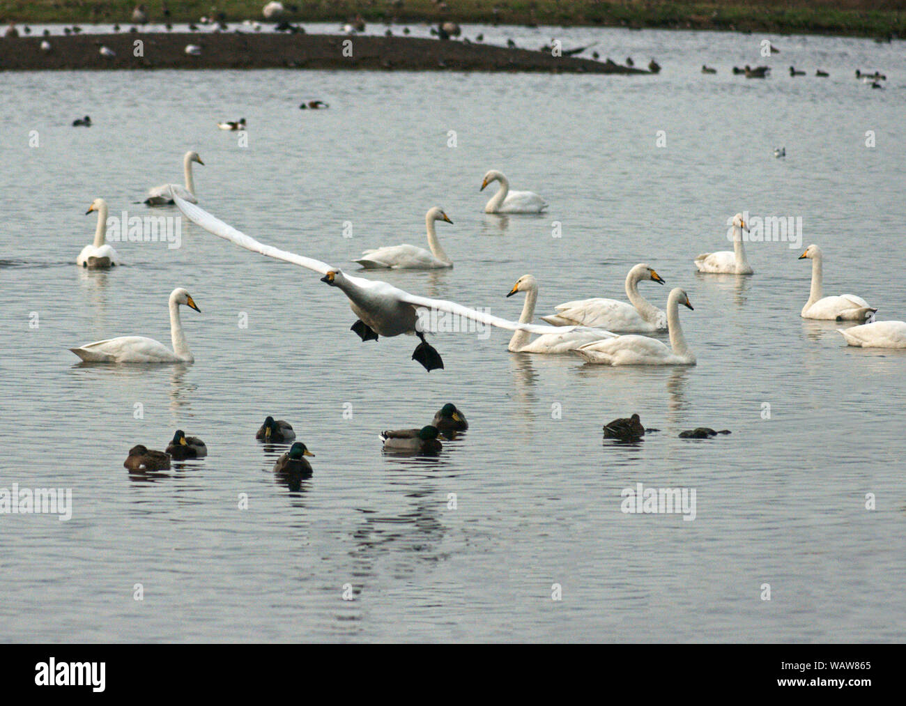 Singschwan (Cygnus Cygnus). Wilde Vögel überwintern im Wildfowl & Wetlands Trust Center bei Martin bloße Lancashire. England Stockfoto