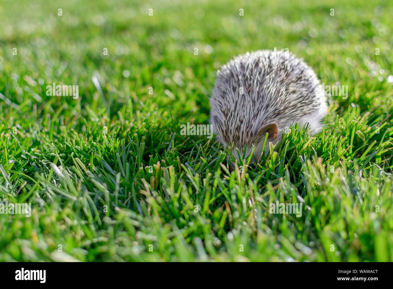 Niedliches hedgehod Fotos und Bildmaterial in hoher Auflösung Alamy