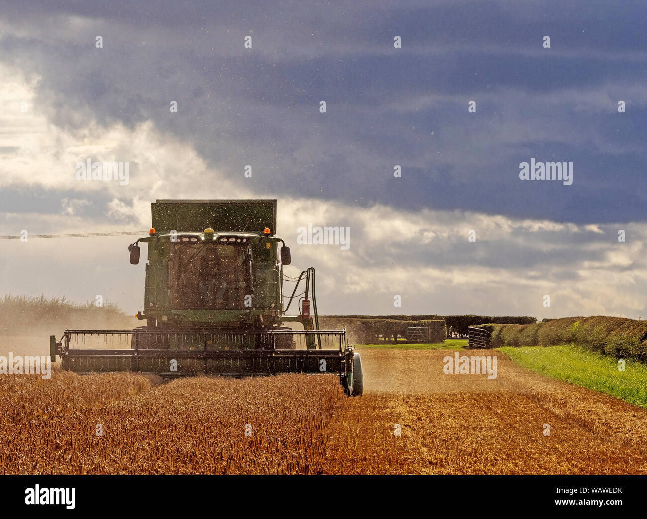 Erntezeit in East Lothian, Schottland, Großbritannien. Stockfoto