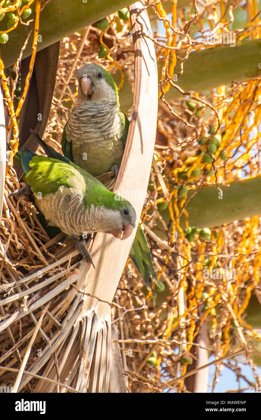 Sittiche, Papageien in ihrem Nest, Torremolinos Spanien, Costa del Sol, Mittelmeer. Stockfoto