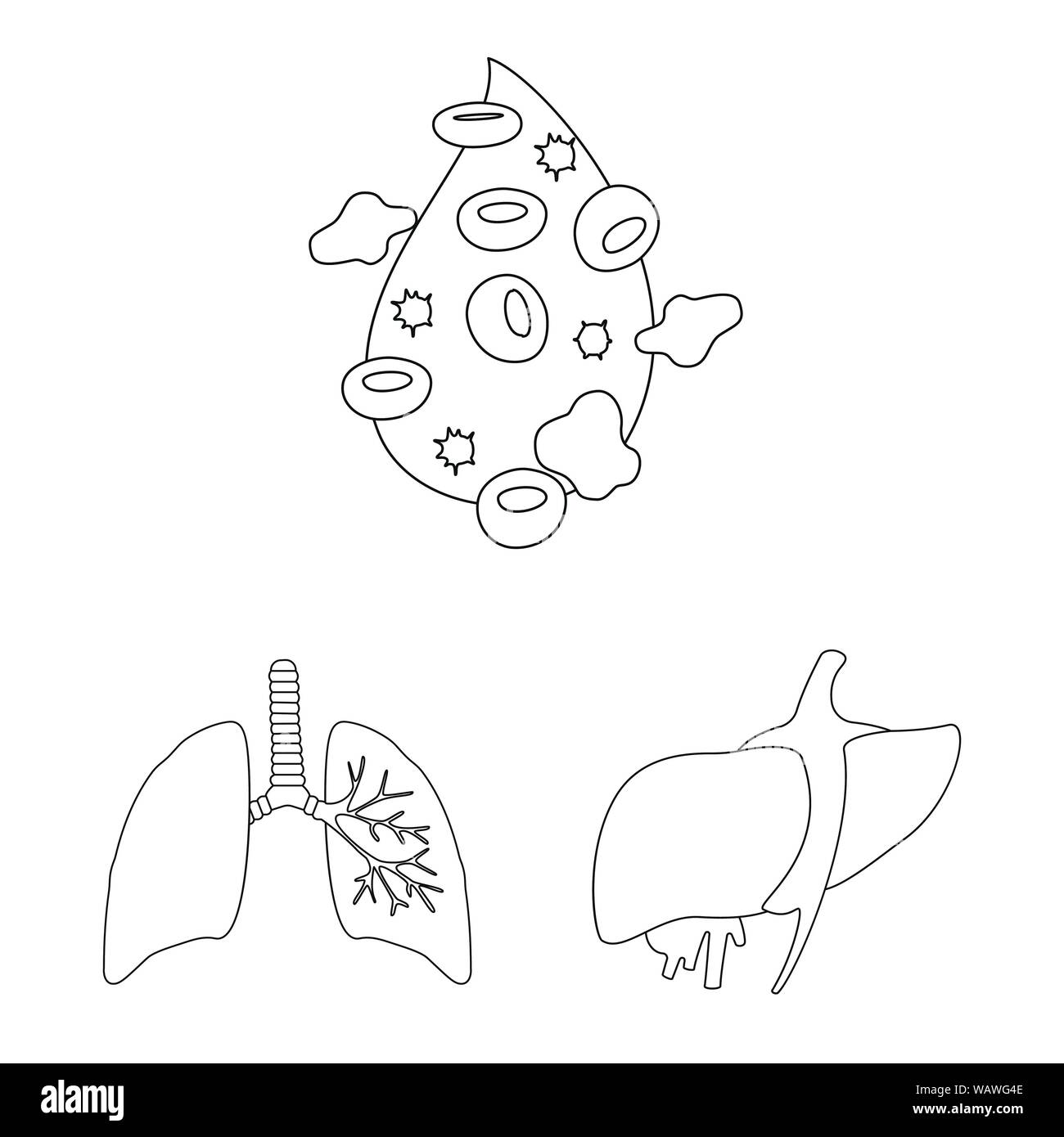 Isoliertes Objekt der Anatomie und Orgel Symbol. Satz von Anatomie und