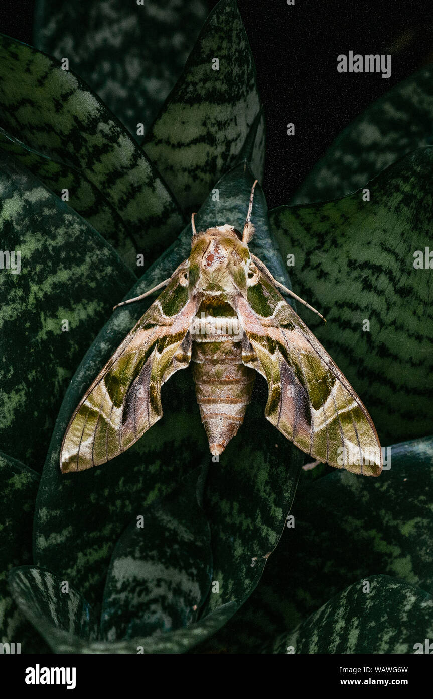 Große schöne Oleander Hawk-moth-Armee grün Motte auf Snake Anlage dunkelgrüne Blätter Stockfoto