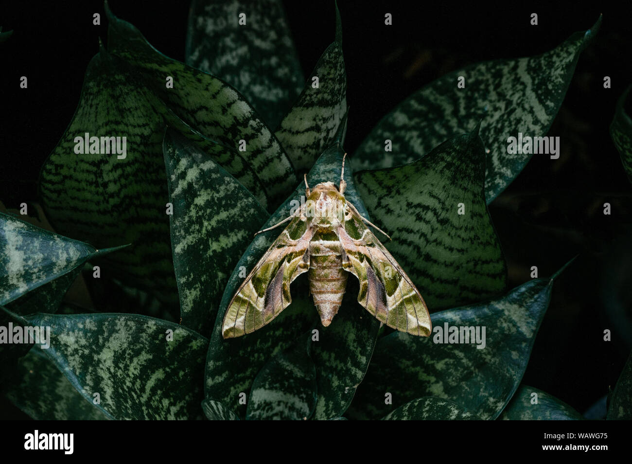 Große schöne Oleander Hawk-moth-Armee grün Motte auf Snake Anlage dunkelgrüne Blätter Stockfoto