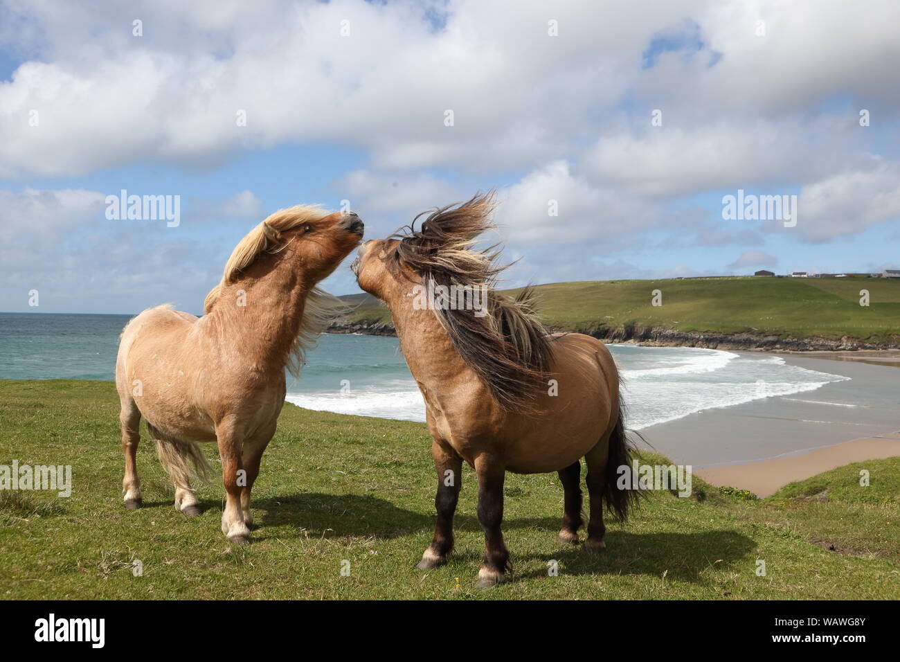 Zwei shetlandponies an der Küste in den Shetland Inseln Stockfoto