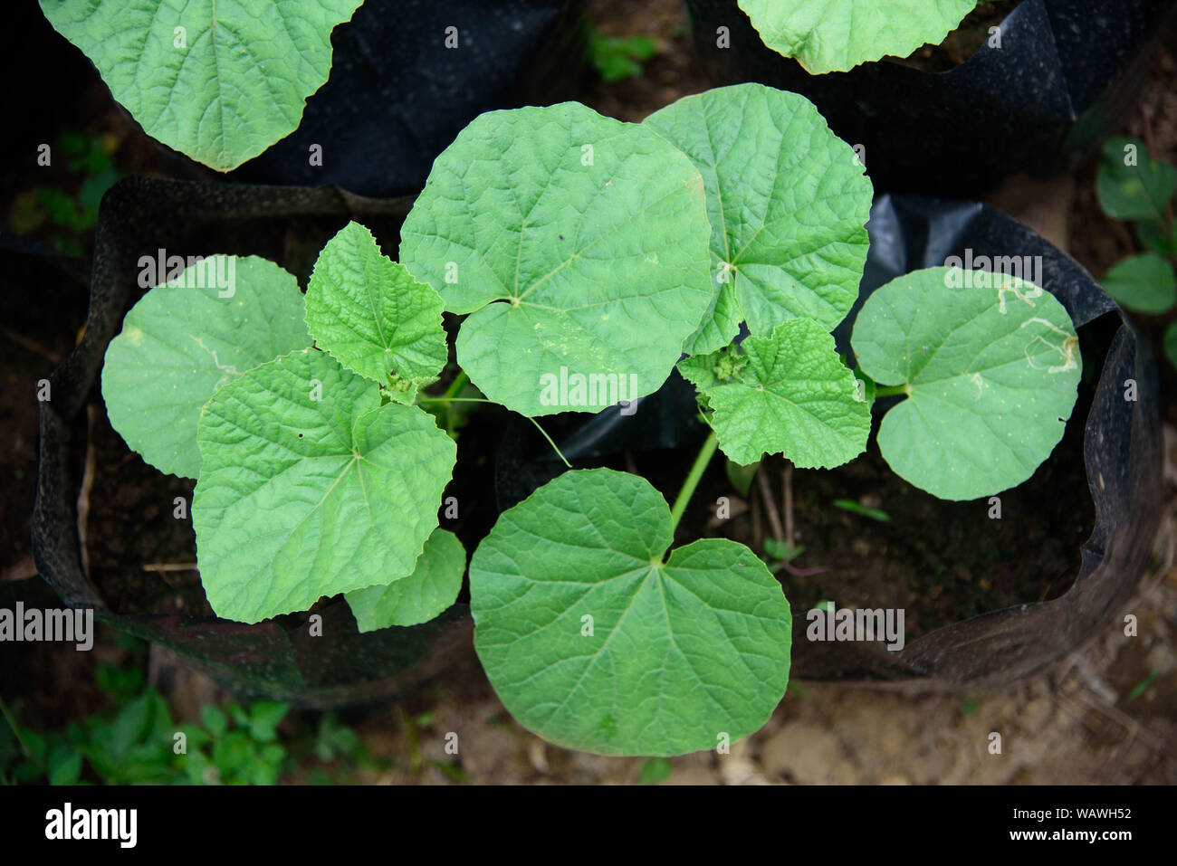 Anbau von melonen Fotos und Bildmaterial in hoher Auflösung Alamy