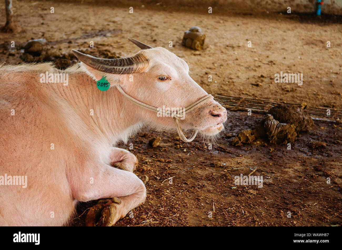 Dummes Gesicht schön Seltene albino Asiatische Wasserbüffel in der Molkerei in Südostasien Stockfoto