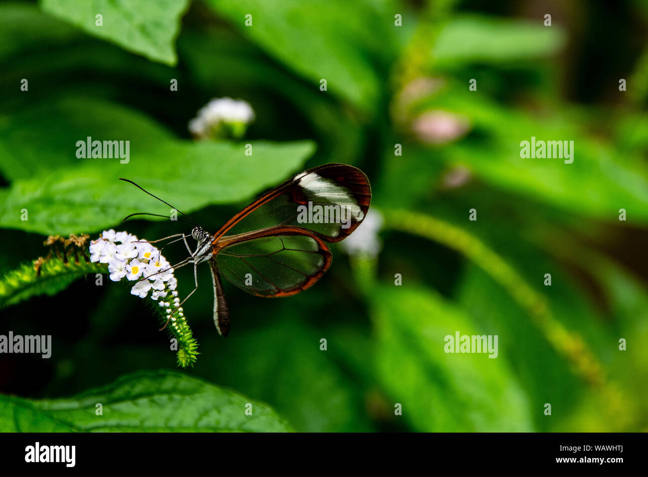 Glas - Butterfly winged Stockfoto