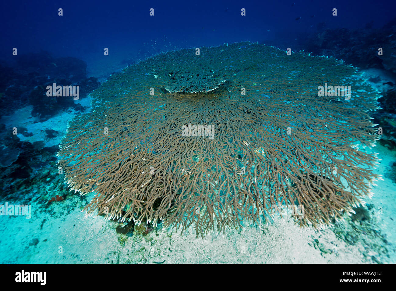 Riesigen Tischkoralle, Acropora sp., Raja Ampat Indonesien. Stockfoto