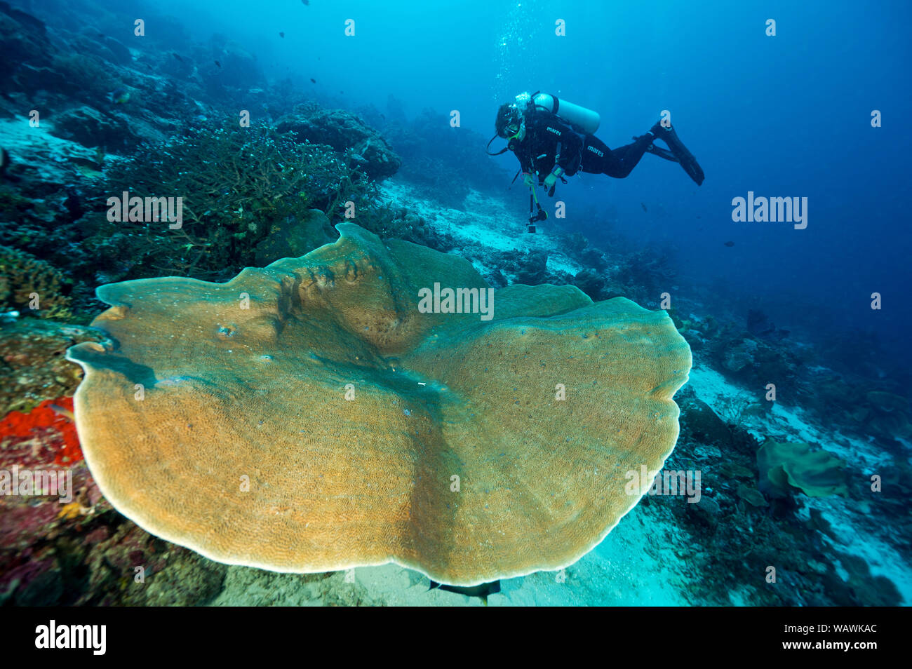 Reef scenic mit Kohl Coral, Turbinaria sp., Raja Ampat Indonesien. Stockfoto