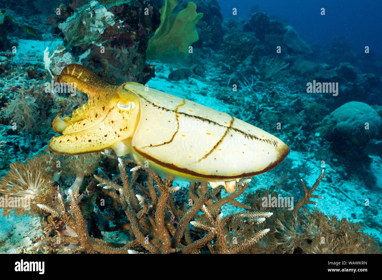 Riff, Tintenfische, Sepia latimanus, Raja Ampat Indonesien. Stockfoto