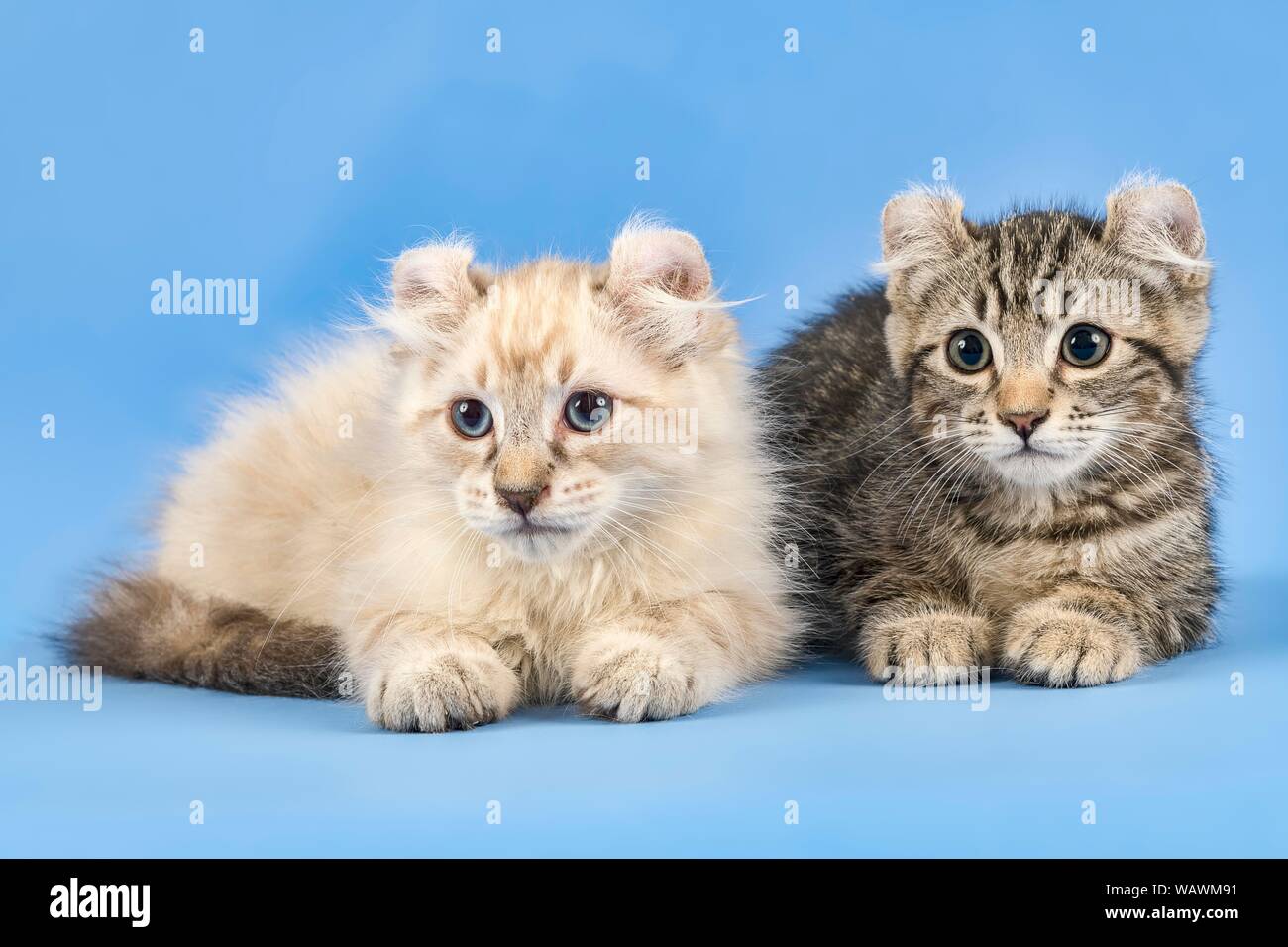 Zwei breedscats American Curl (Felis silvestris catus), schwarz gestromt und Blue Tabby Point, 10 Wochen, Österreich Stockfoto