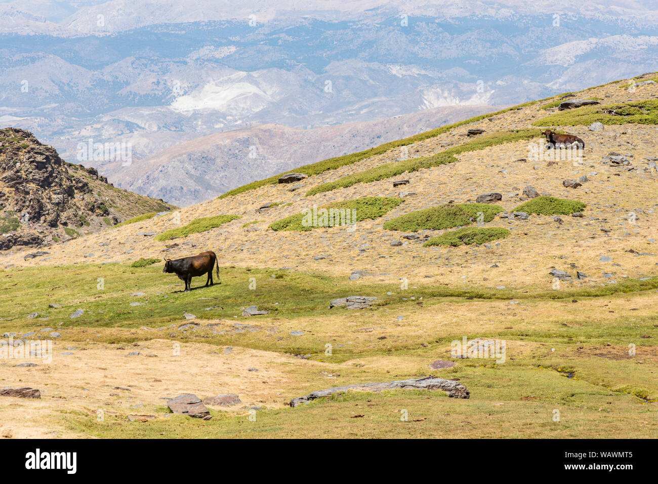 Alpine Wiesen mit Kuh, Sierra Nevada National Park von 2500 m altitud. Granada / Andalusien, Spanien. Stockfoto