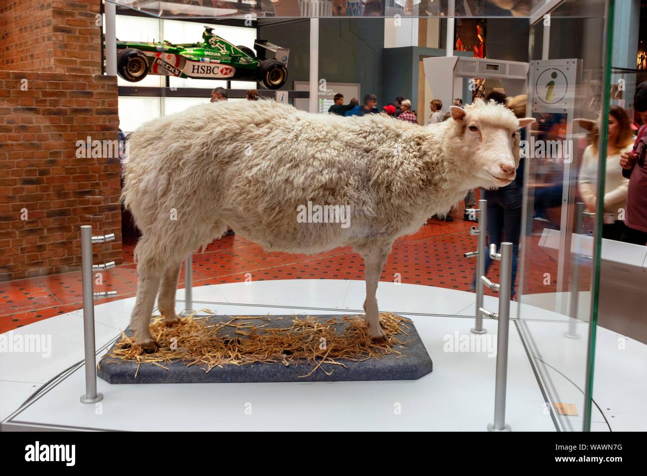 Schaf Dolly, erstes geklontes Säugetier, Royal Museum, Edinburgh, Schottland, Vereinigtes Königreich Stockfoto