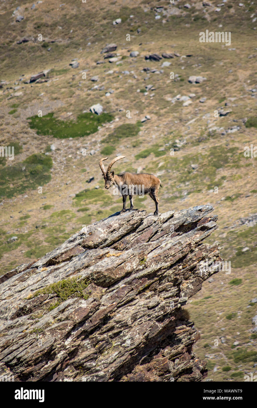 Iberiensteinböcke, Spanisch wilde Ziege, oder Iberischen wilde Ziege (Capra pyrenaica), auf die Spitze eines Felsen. Sierra Nevada, Granada, Spanien. Stockfoto