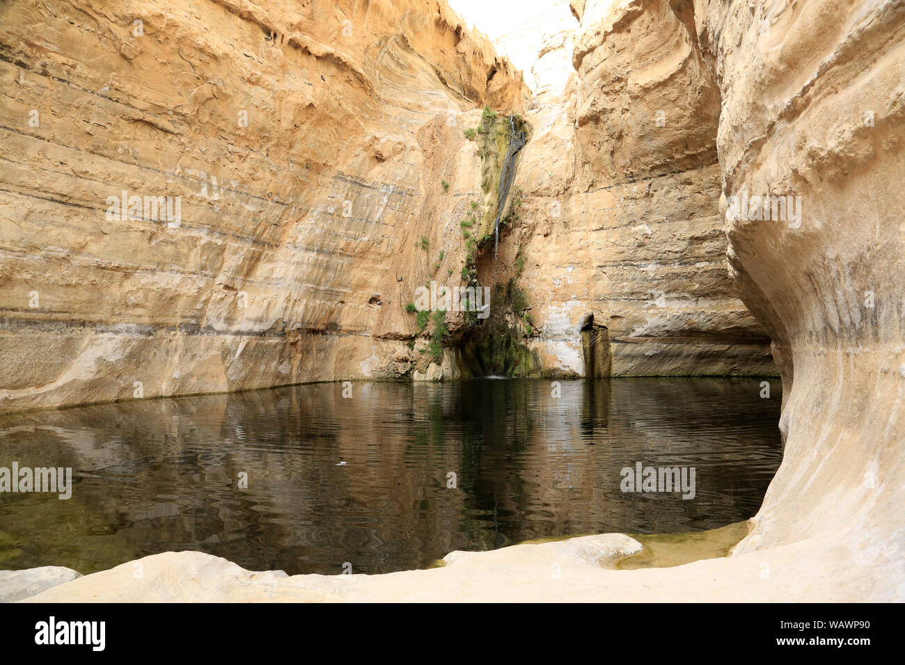 Ein natürlicher Pool in Ein avdat Canyon. Wüste Negev. Israel. Stockfoto