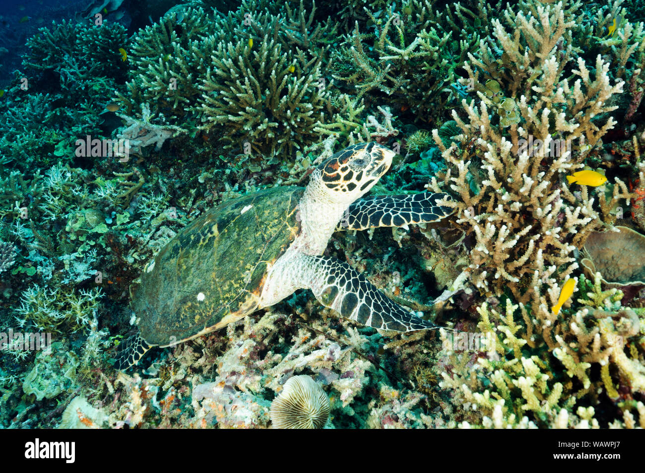 Hawksbill Schildkröte, Eretmochelys imbricata, Raja Ampat Indonesien. Stockfoto