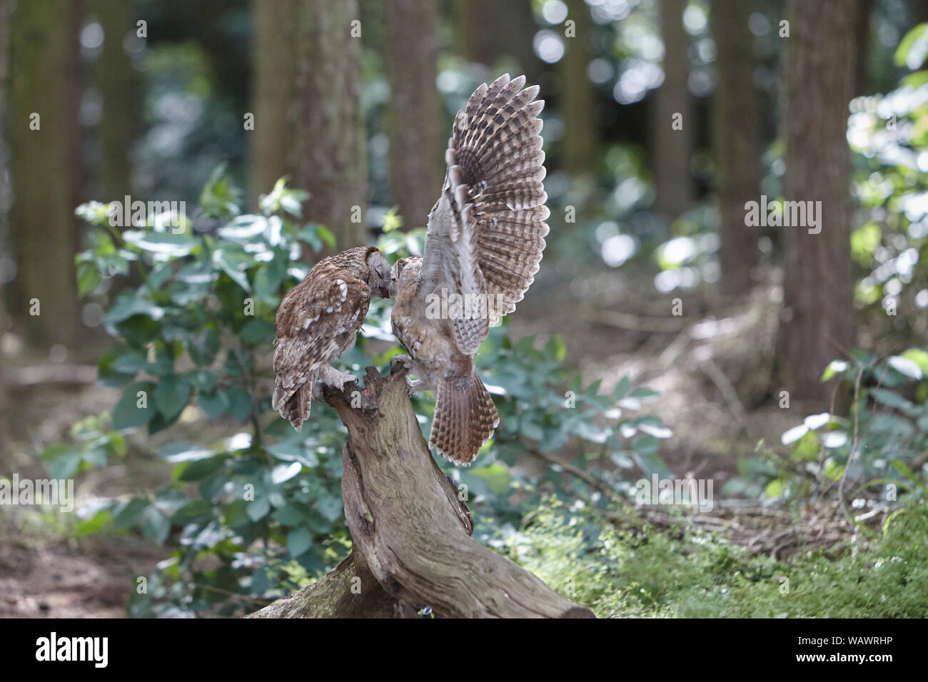 Waldkauz, Strix aluco Fütterung Küken owlet über eine Zweigniederlassung, die in einem Wald Stockfoto