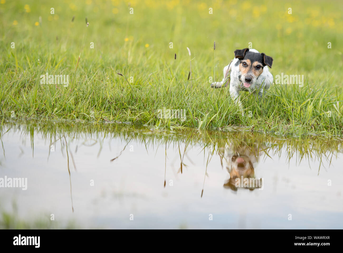 Lustige kleine Hund Beats mit seiner Tatze auf feuchten Wasser über tropfnass Wiese. Kleine Jack Russell Terrier sieben Jahre Stockfoto