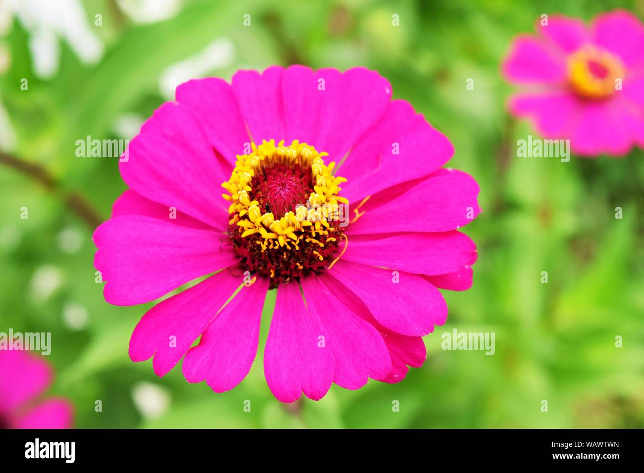 Lila Blume Blüte zeigt gelben Pollen mit natürlichen, grünen Blätter im Hintergrund, Zinnia, Zinnia violacea Cav Stockfoto