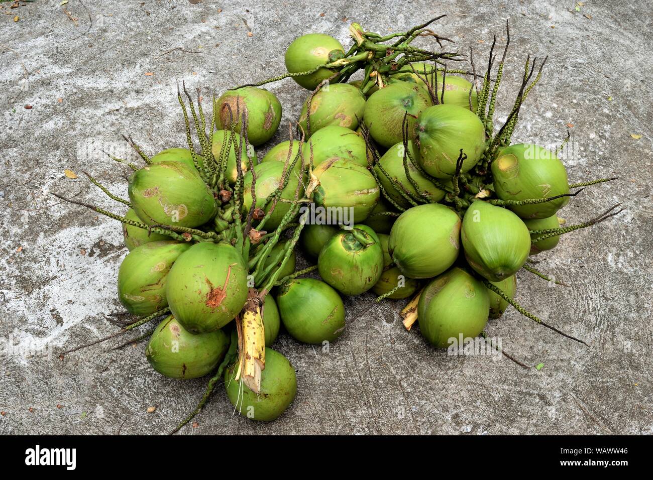 Bündel von Kokosnuss, tropische Früchte mit der grünen Schale, Thailand Stockfoto