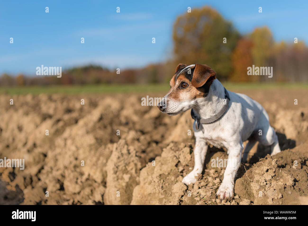 Jack Russell Terrier Hund. Kleiner Hund läuft mit seinem Spielzeug im Herbst Jahreszeit über eine bunte Wiese Stockfoto