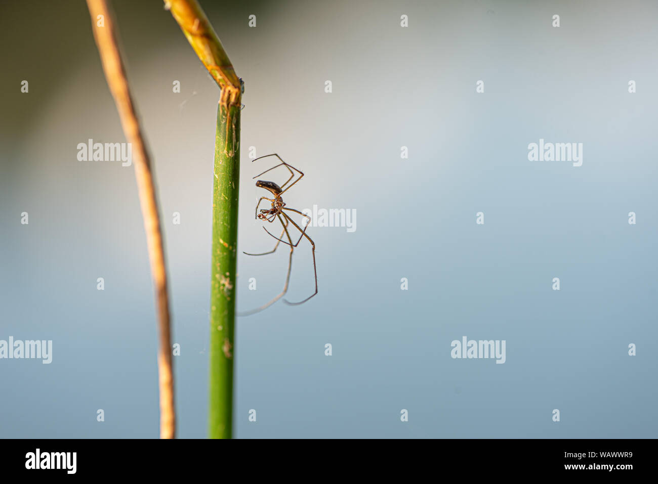Spinne in der freien Natur auf einem Grashalm vor blauem Himmel Stockfoto