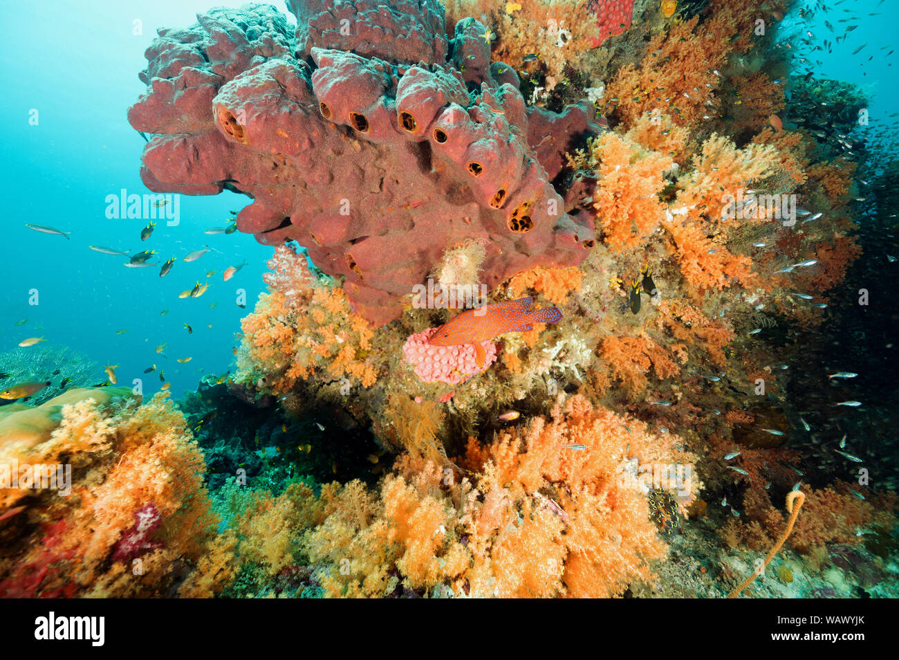 Reef scenic mit Weichkorallen, Siphonogorgia sp. und Schwämme, Raja Ampat Indonesien. Stockfoto