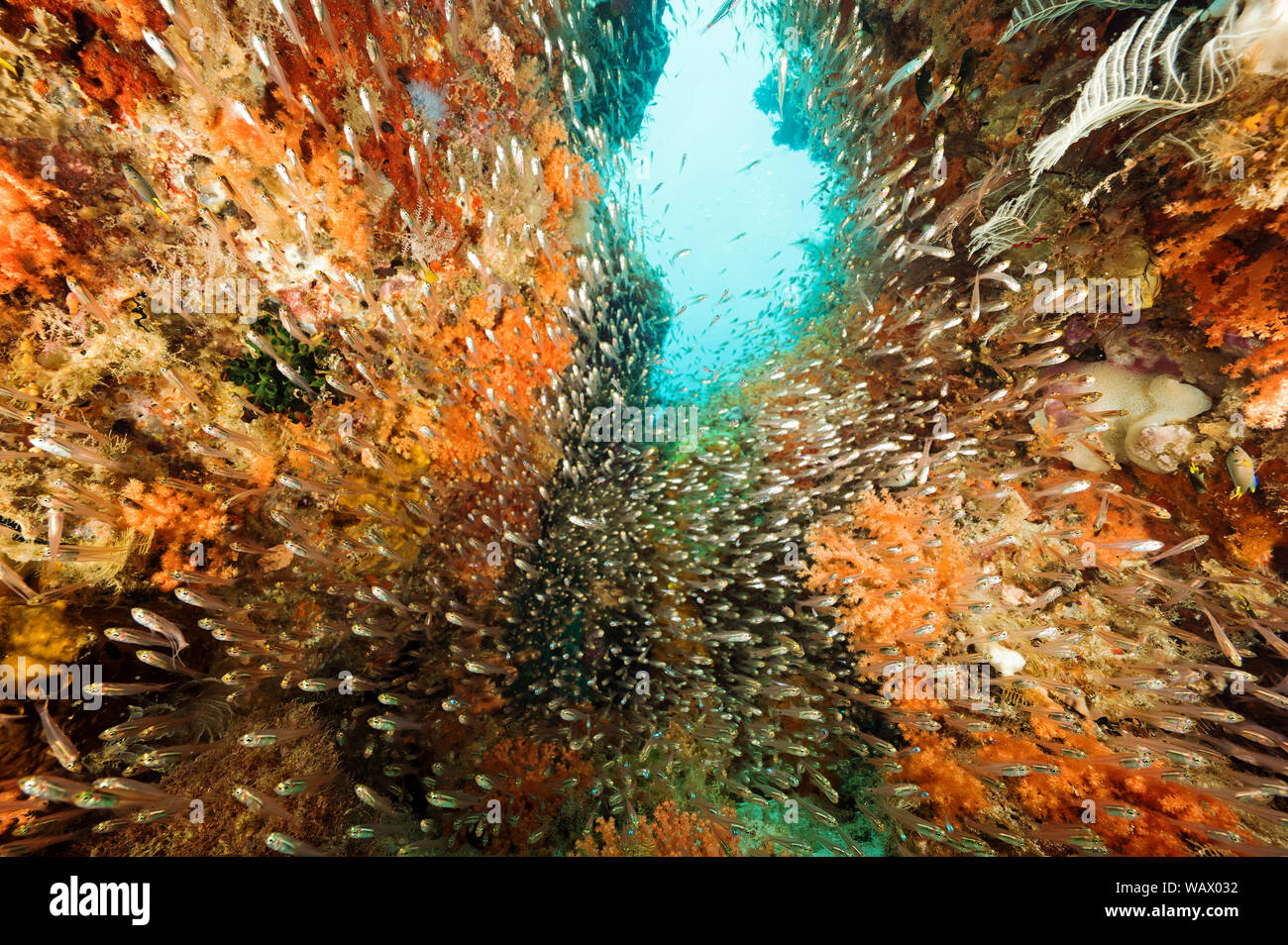 Reef scenic mit Weichkorallen, Siphonogorgia sp. und Kehrmaschinen, Parapriacanthus ransonneti, Raja Ampat Indonesien. Stockfoto
