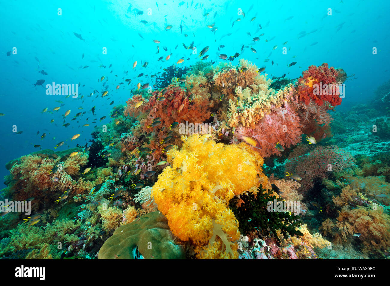 Reef scenic mit Weichkorallen, Siphonogorgia sp., Raja Ampat Indonesien. Stockfoto