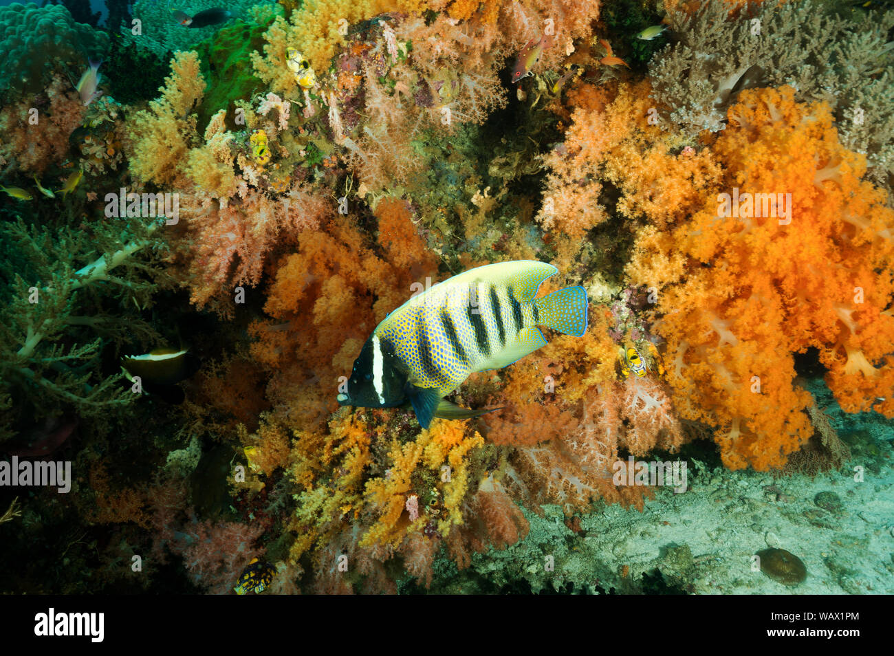 Sixbar angelfish, Pomacanthus sexstriatus, Raja Ampat Indonesien. Stockfoto