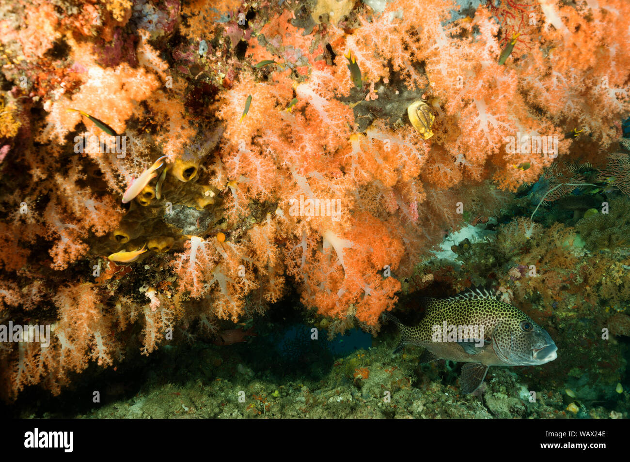 Reef scenic mit Weichkorallen, Siphonogorgia sp., und viele - beschmutzt, Plectorhinchus chaetodonoides sweetlip, Raja Ampat Indonesien. Stockfoto