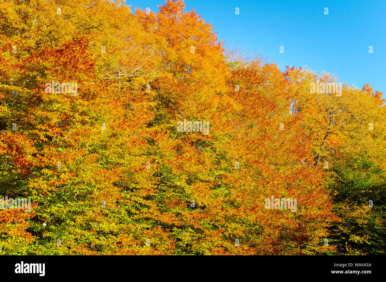 Bäume im Herbst Laub gegen den blauen Himmel. Natürliche Hintergrund. Stockfoto
