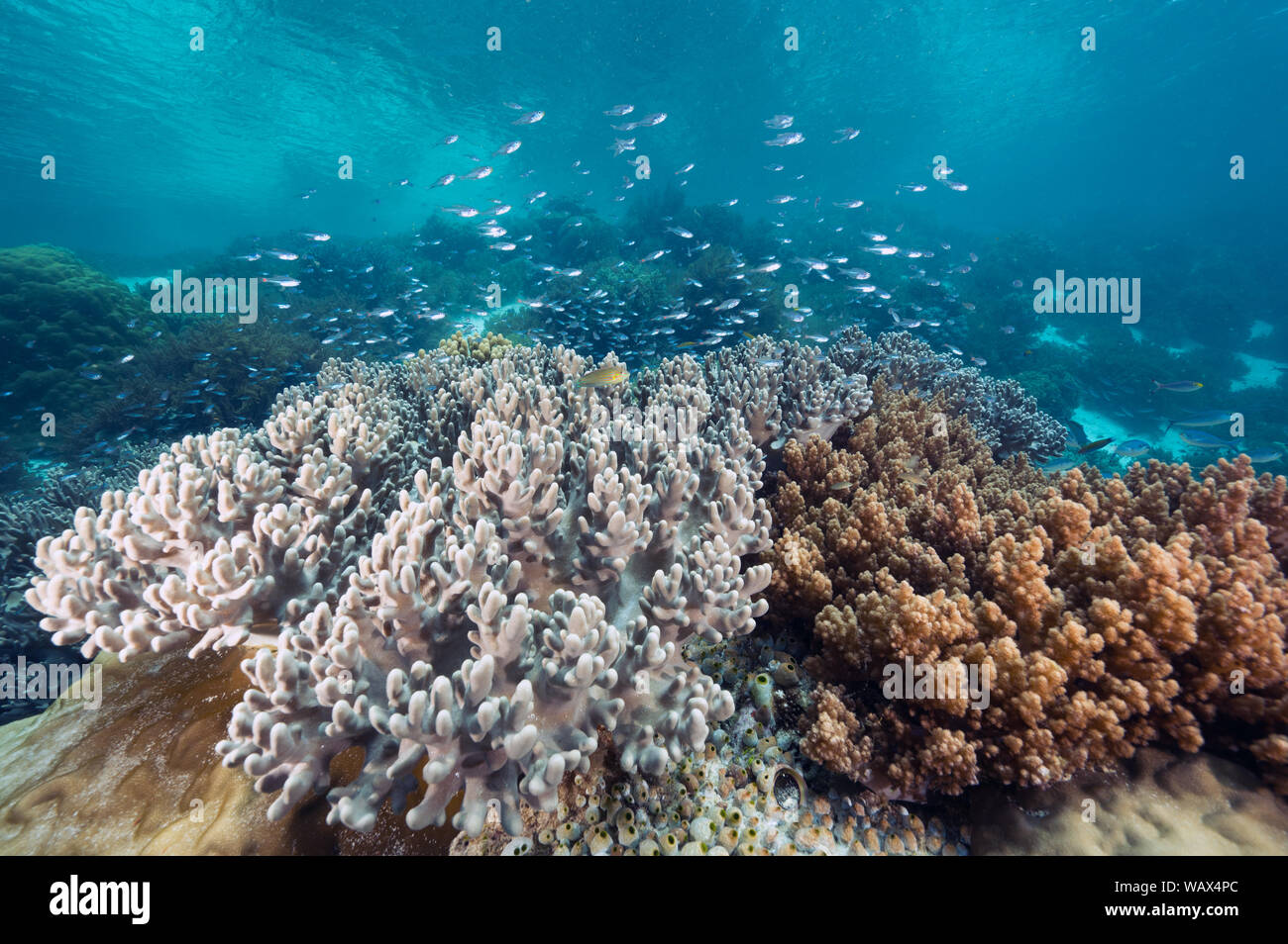 Reef scenic mit Leder weich Korallen Sinularia sp., Raja Ampat Indonesien. Stockfoto