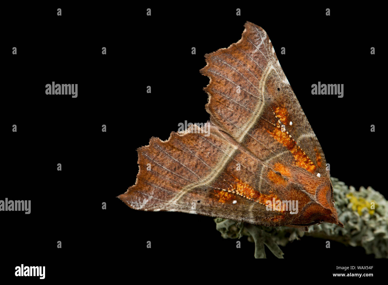 Ein Beispiel für eine Herald Moth, Scoliopteryx libatrix, fotografiert in einem Studio ruht auf einem toten Zweig. Schwarzen Hintergrund. North Dorset England UK GB Stockfoto