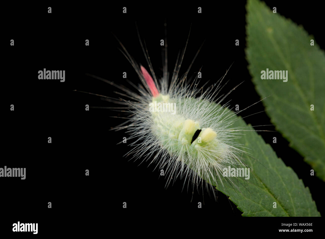 A Pale Tussock motte Calliteara pudibunda, Caterpillar, ruht auf einem blackthorn Blatt in einem Studio auf einem schwarzen Hintergrund fotografiert. North Dorset Engl Stockfoto