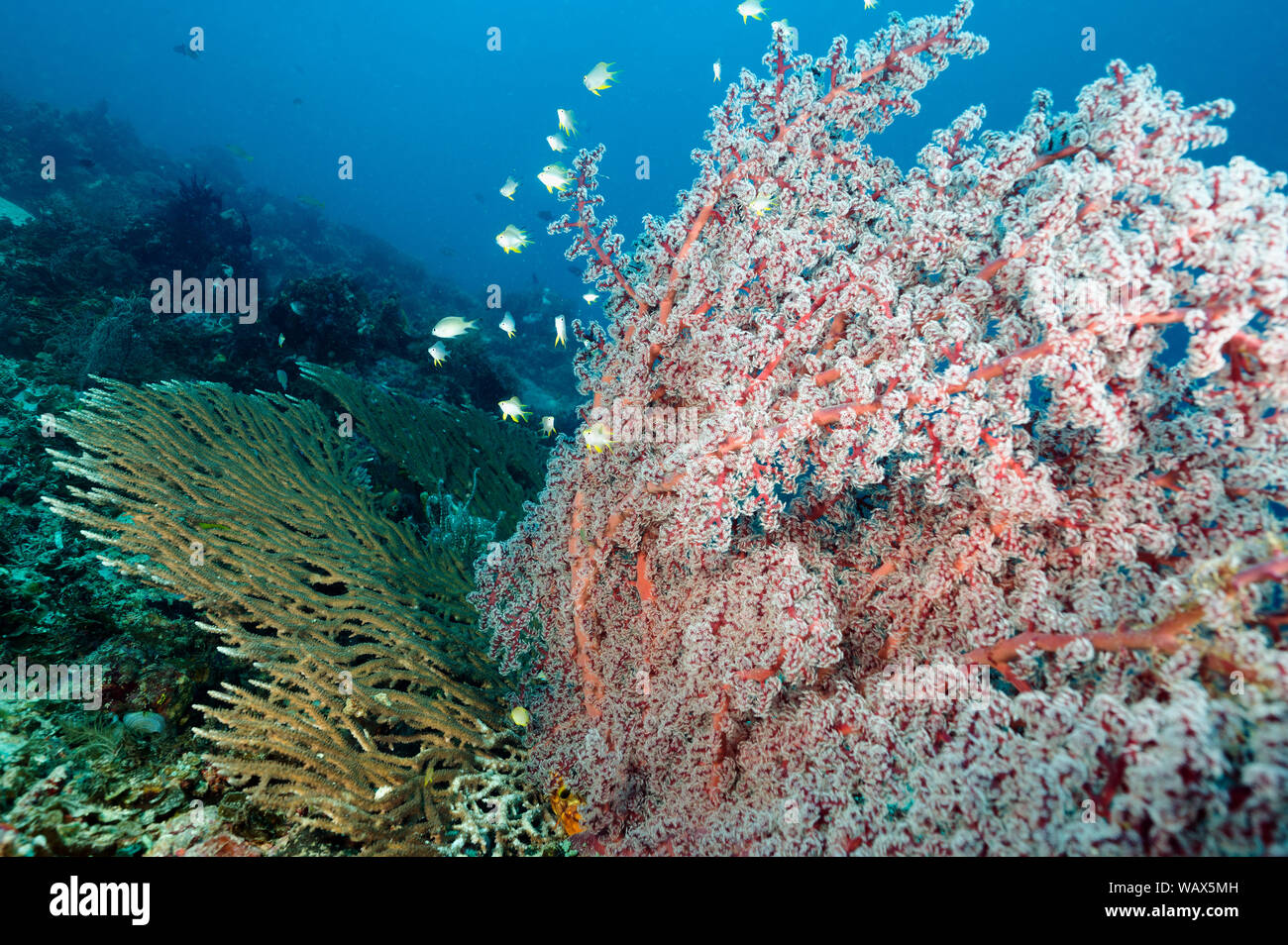 Reef scenic mit seafan, Siphonogorgia sp., und Acropora Steinkorallen Raja Ampat Indonesien Stockfoto